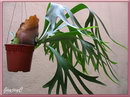 Platycerium Bifurcatum